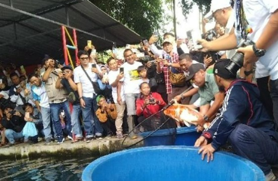 Ribuan Ikan Koi Jepang Hadir di Situ Cipanten, Perkuat Daya Tarik Wisata Alam Majalengka